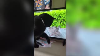 CAT WATCHES SPARROWS ON YOUTUBE