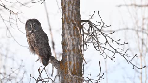 Great grey owl (Strix nebulosa) sitting and perching on a branch and watching you