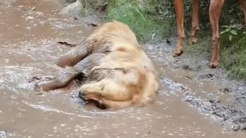 Golden Retriever Turns Mud Puddle Brown