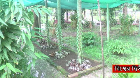 Bogra Masala Research Center is successful in cultivating vanilla, the world's most expensive crop