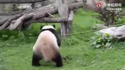 Kung Fu panda