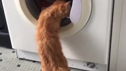 Cat want catch rolling clothes 🤣