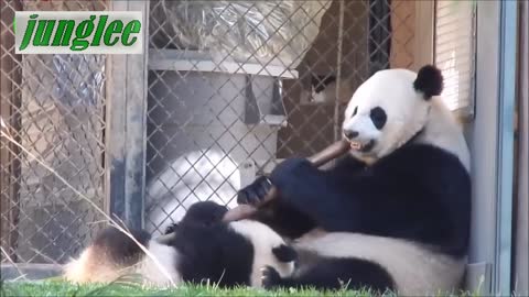 Cute Funniest Panda