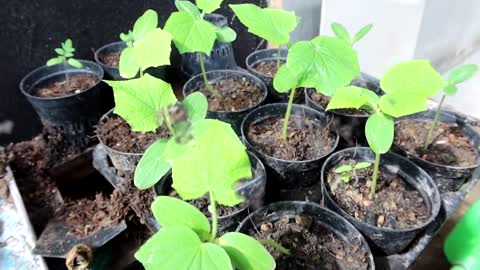 How to grow cucumbers to produce a lot