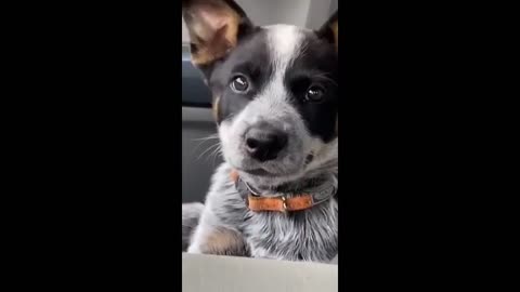 Too cute! Adorable blue heeler puppy gets annoyed at having the hiccups in Stillwater, Oklahoma