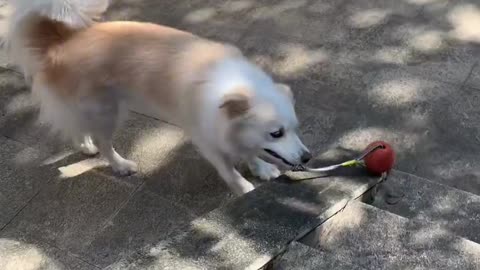 Her new toy, can't stop