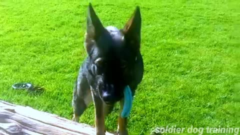 Soldier dog training,👽👽👽