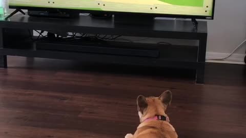 French Bulldog catches up on Sunday morning cartoons