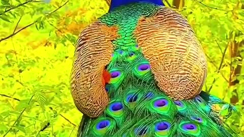 The peacock is called the phoenix in some places