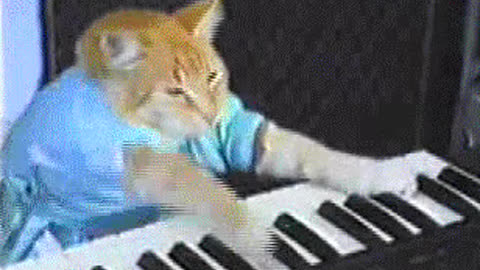 Kat auf der Tastatur