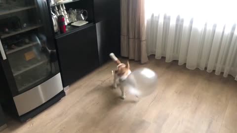 A dog is playing with a balloon