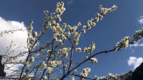 I have a plum blossom at home