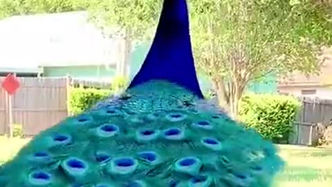 peacock video