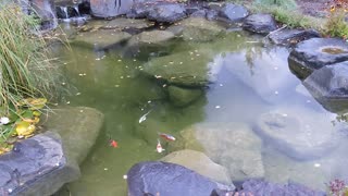 Koi Feeding Time