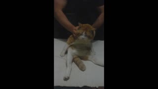 My cat get massage