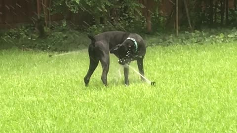 best dog entertainment ever - Zone 7 sprinkler !