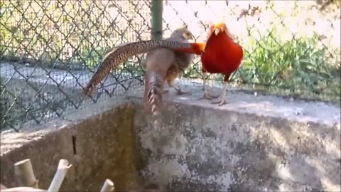 Beautiful golden pheasant and wading birds