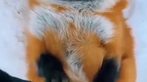 rescued-fox-belly-rubs-🤗-