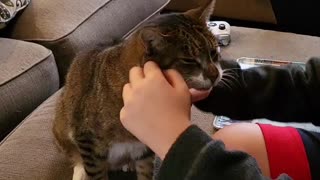 Cat has no flinch