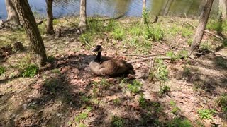 Mama goose protecting her babies