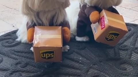 These dogs delivered the 2021 New Year gift