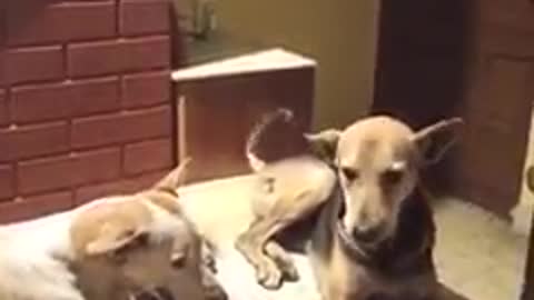 Dogs are singing