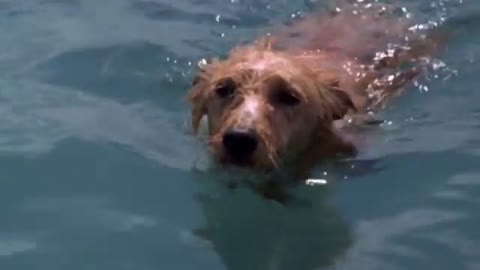 Dolphin & the dog make a special friendship