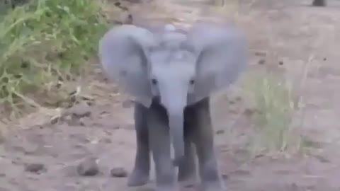 Very cute baby Elephant. #shorts