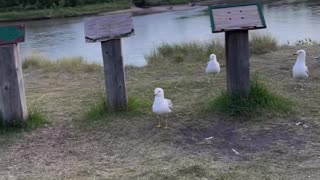 On the coast of the river, wonderful times with the joyful seagulls