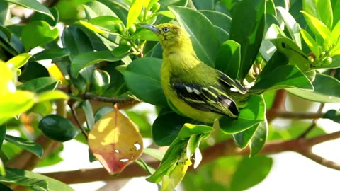 Green bird sitting on a leaf