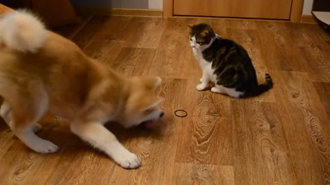 Cute cat and cute dog