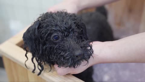 dog in bath