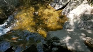 Bear Ransacks Lady's Bag for Snacks