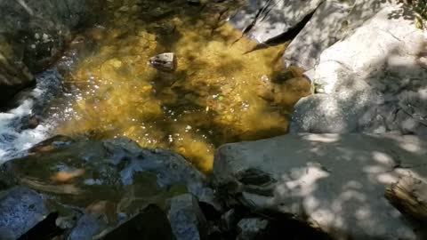 Bear Ransacks Lady's Bag for Snacks