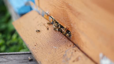 Beekeeping, Bees And Hives ,bees in apiary,beehive,Beekeeper