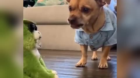 ❤️😺🐕👍Try Not Laugh Funny Animals❤️😺🐕