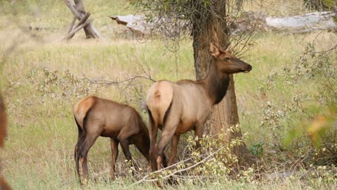 A Mother Elk With Her Calf Grazing In A Field In The Morning