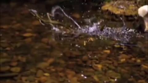 The Jesus lizard runs on water (Basilisk)