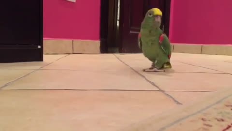 Very funny Bird Laughs Like SuperVillain try to not laugh