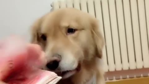 Watch my puppy while counting the money