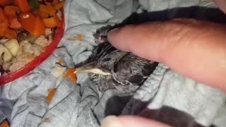 Rescued baby blue Jay -1