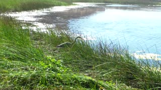 Great Blue Heron at the Sutro Bathes in San Franciso