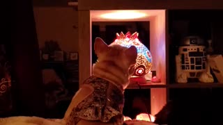 French Bulldog Watches TV