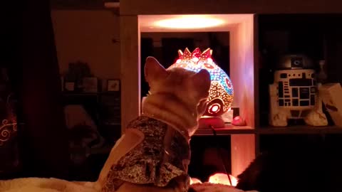 French Bulldog Watches TV