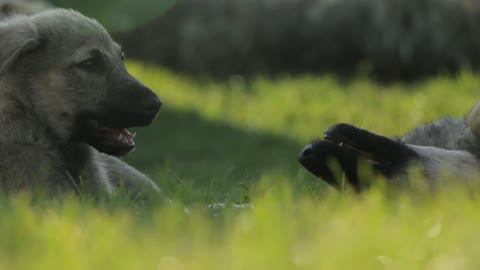 Spike and Thor have fun on the grass