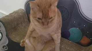 Peculiar Kitty Sits Upright Like A Human