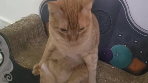 Peculiar Kitty Sits Upright Like A Human