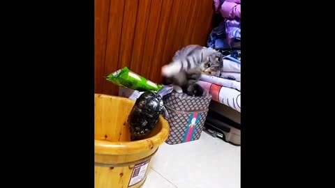 turtle vs cat