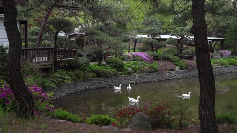 Swan pond garden and ducks