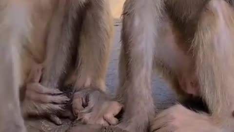 Frog acts like dead while Monkeys playing with him